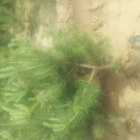 出售樟子松 旱柳 饅頭柳 沙地柏 油松 云杉 山桃等