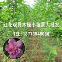 紅花觀賞木槿小苗 工程苗 紅木槿樹苗1米高量大包成活發(fā)貨