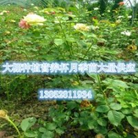 大花月季苗帶營養(yǎng)杯2014年月季苗價格江蘇月季花供應(yīng)商