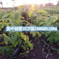 2014年最新復(fù)葉槭苗信息秋季復(fù)葉槭小苗大量供應(yīng)