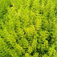 青州金葉女貞價(jià)格