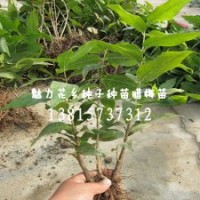 一年生臘梅小苗批發(fā)買臘梅苗嗎?來(lái)找陳雪蓮吧