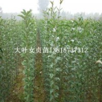 1-2年生大葉女貞苗大葉冬青苗產(chǎn)地大量批發(fā)