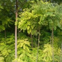 大量供應(yīng)香花槐、龍柏