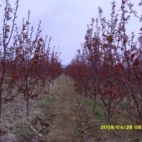 北美海棠 北美海棠苗 北美海棠芽苗