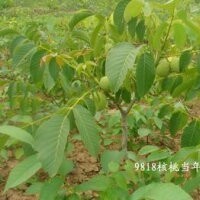 山西核桃苗，山西水果綠化苗木