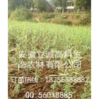 品系純正竹柳三號 質(zhì)量優(yōu)良 服務