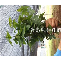 供應美國紅楓扦插小苗