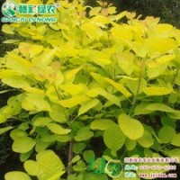 金葉黃櫨 綠化小苗 彩葉樹(shù)小苗 金葉黃櫨樹(shù)苗供應(yīng)包存活