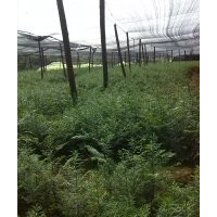 湖南地區(qū)供應(yīng)200萬株南方紅豆杉苗