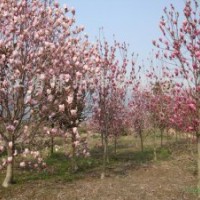 供應(yīng)紫葉李女貞白玉蘭國槐白蠟等綠化苗木