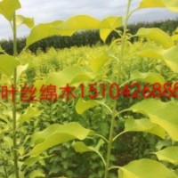 金葉絲綿木、金枝玉葉