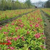 青州紅王子錦帶廠家|濰坊棣棠批發(fā)價格