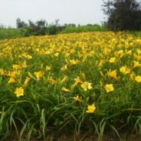 大量蘭花鳶尾金娃娃萱草花葉玉簪白玉簪熱賣