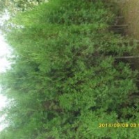 供應(yīng)側(cè)柏