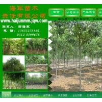 國槐 金葉榆 垂柳 速生柳~~各種苗木供應