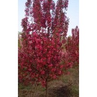 大量紫葉矮櫻，中華太陽李，榆葉梅，營養(yǎng)杯50公分高矮接金葉榆