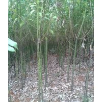 1-2公分重陽(yáng)木，杜英，香樟，烏桕