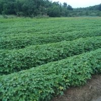 批發(fā)重陽木小苗、一年生重陽木小苗價(jià)格、重陽木價(jià)格