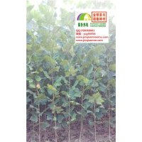 1.5米2米2.5米3米法桐小苗山東濟(jì)寧低價(jià)大量供應(yīng)