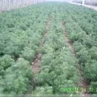 銷售1年-2年-3年-4年白皮松小苗