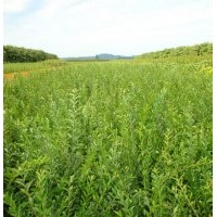 河北深州北四王苗木低價供應金葉水蠟