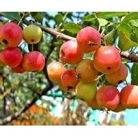 長壽果盆景 長壽果小苗 開心果 垂絲海棠