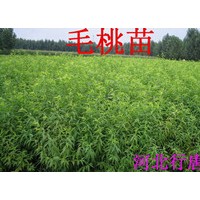 河北桃樹(shù)苗 河北毛桃苗