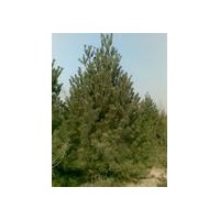 供應1米白皮松2米白皮松3i白皮松4米白皮松價格