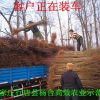 石家莊苗木基地中華太陽(yáng)李、紅葉李、紫葉矮櫻