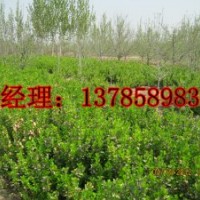 河北衡水深州市供應(yīng)60公分高衛(wèi)矛成苗