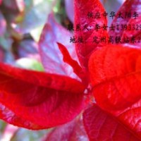 綠化太陽李小苗