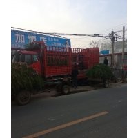 日照龍柏苗木基地常年低價出售龍柏大小苗