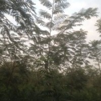 5公分楸樹(shù)苗木價(jià)格