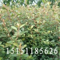 成活率高的火棘苗當年生小苗50厘米高不挑土質(zhì)