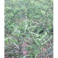 新皂角苗價格 供應(yīng)新皂角苗