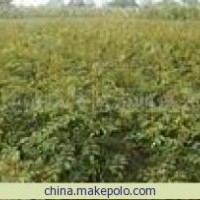 花椒苗 1-3年大紅袍花椒苗 一級(jí)花椒苗