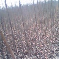 供應(yīng)各種規(guī)格法桐 白蠟 國(guó)槐