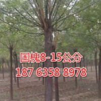 白蠟4-8公分_威傲苗木