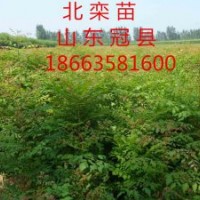 低價(jià)出售地徑1公分以上北欒苗，白榆苗。毛白楊種苗