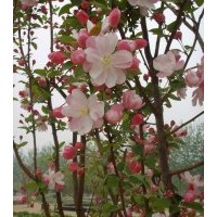 供：東紅海棠、西府海棠