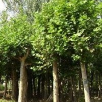 法桐常綠喬木保持完好全年