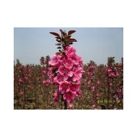 供應(yīng)白蘭地海棠、皇家雨點(diǎn)海棠、王族海棠