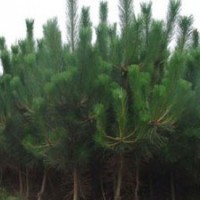 綠地黑松 側(cè)柏 油松苗 華山松15563677456