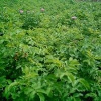 低價供應(yīng)四季玫瑰種苗