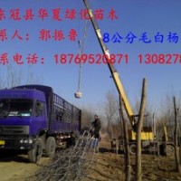 山東毛白楊小苗行情，山東毛白楊小苗種植基地，山東毛白楊小苗供