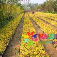 金邊錦帶、金葉錦帶、紫葉錦帶