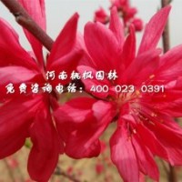 嫣紅菊花桃桃楓園林優(yōu)價(jià)品優(yōu)大量出售