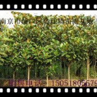 供應(yīng)廣玉蘭