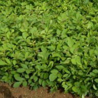 水曲柳苗、水曲柳